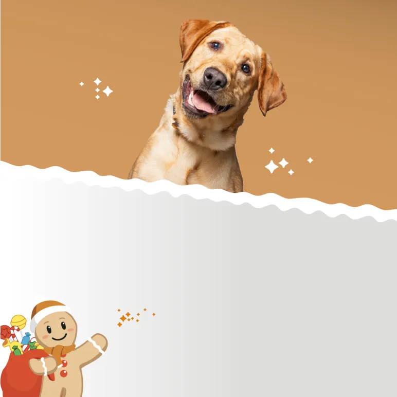 piesek na brązowym tle i pierniczek